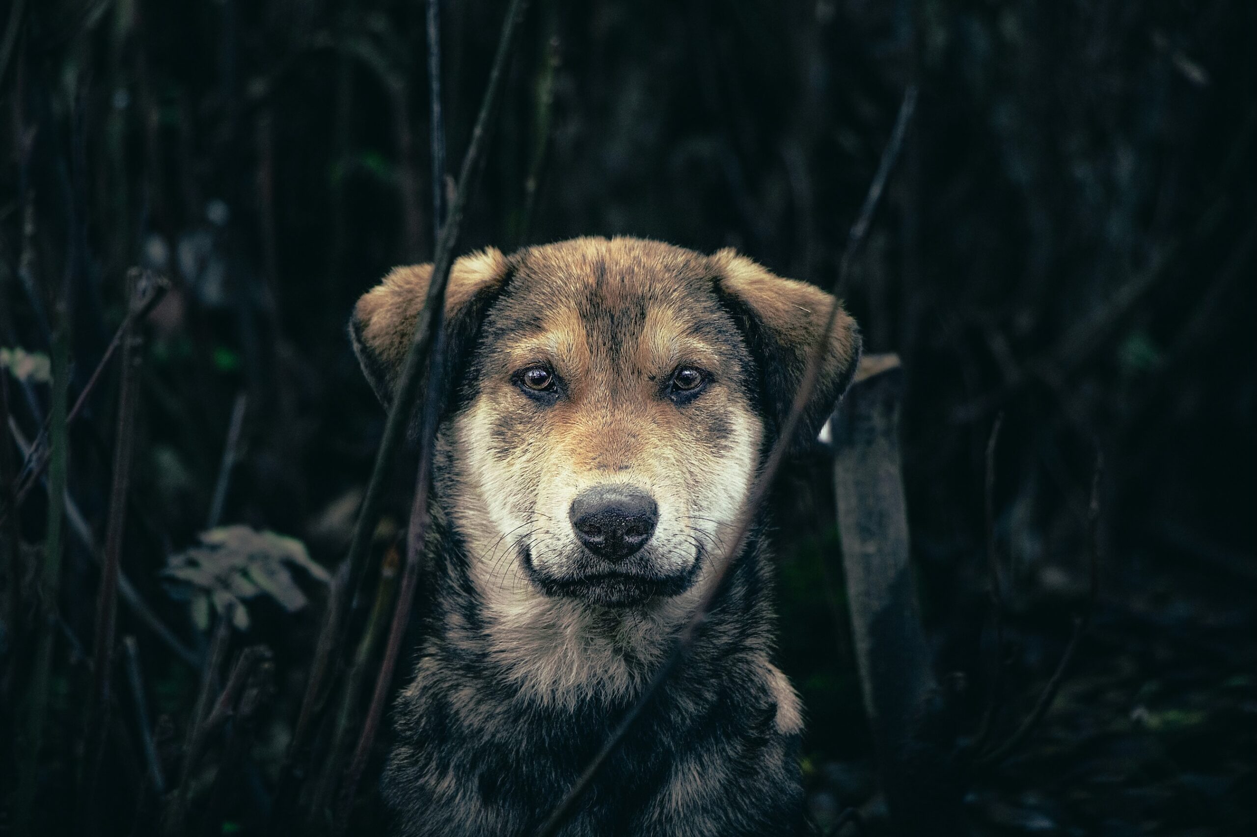 mahdi-bafande-8N3LbIqGrhY-unsplash